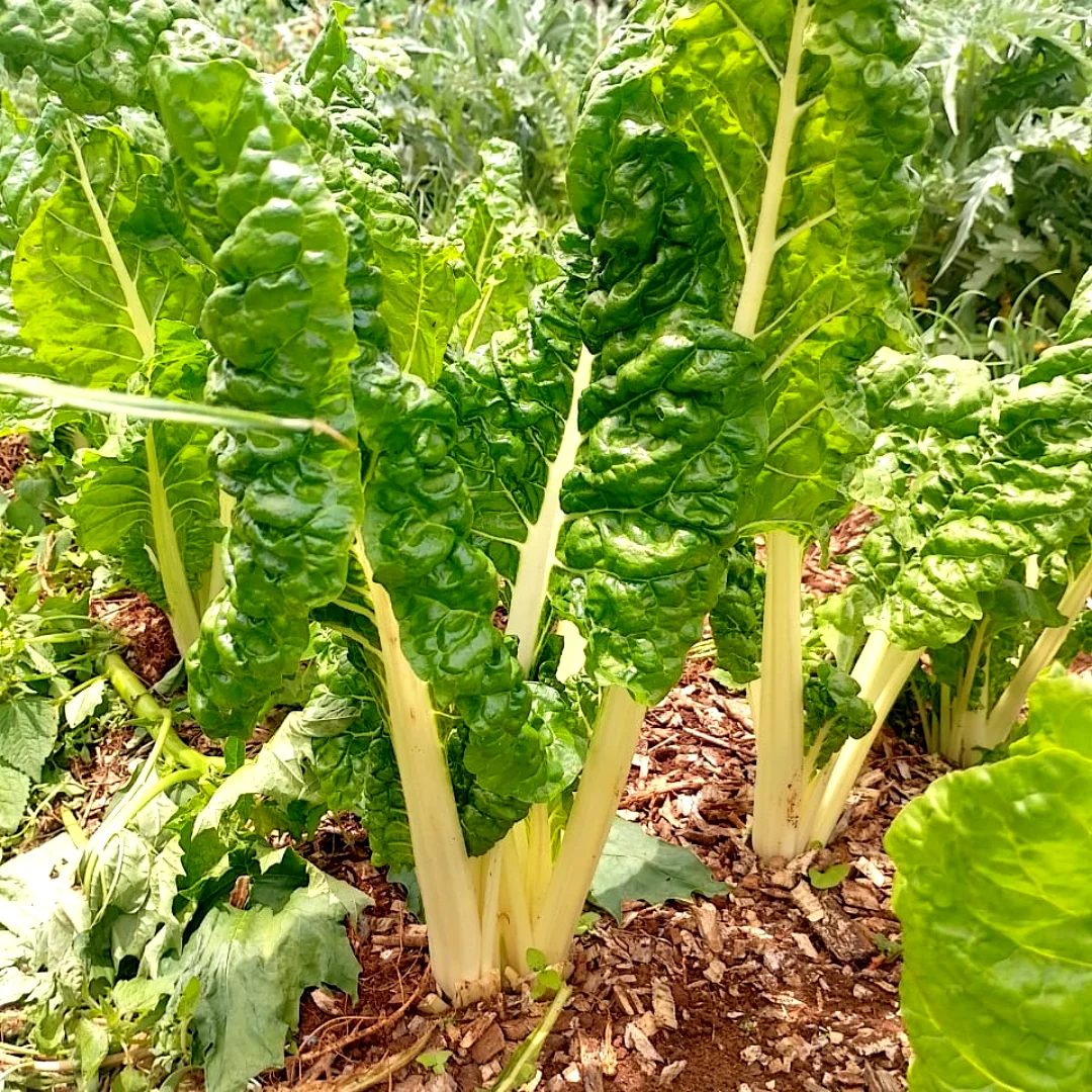 Rainbow chard in the field