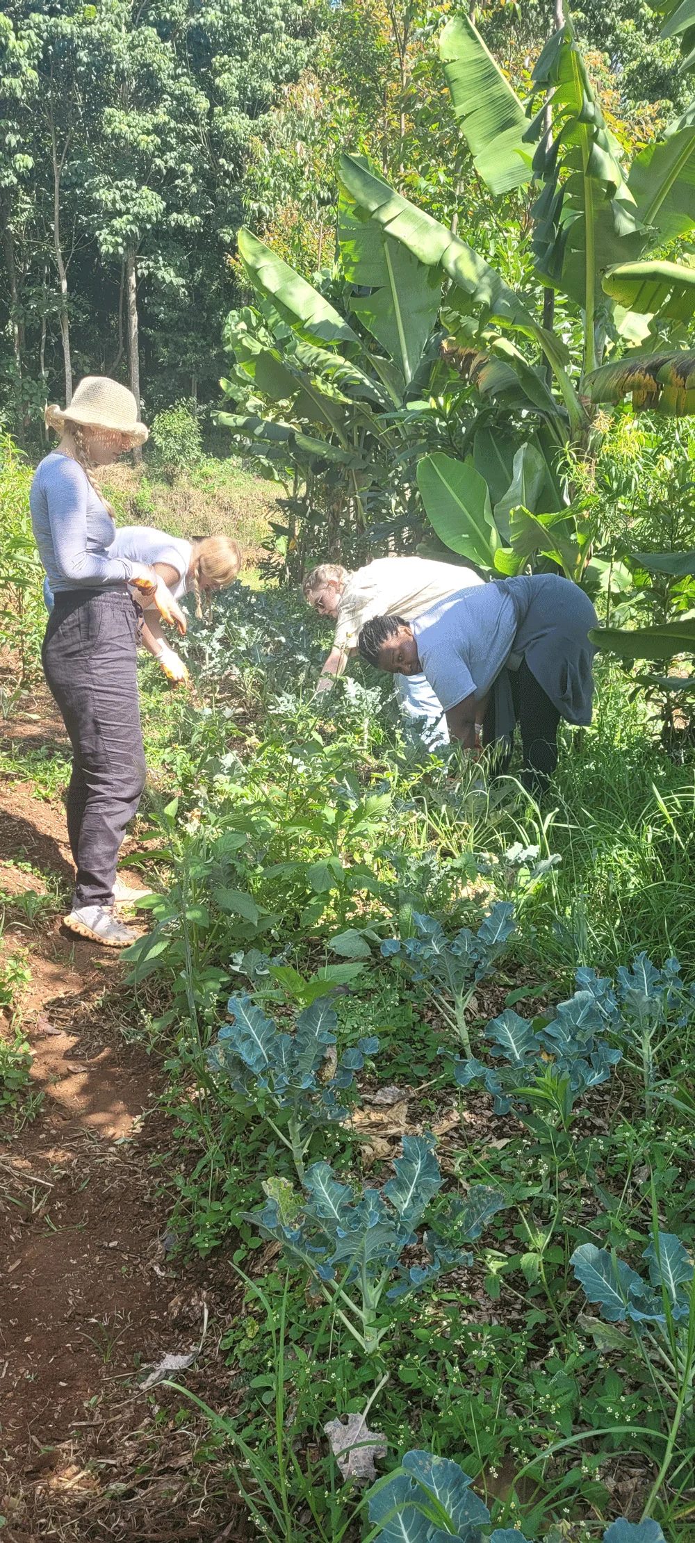 Crop inspection down the rows