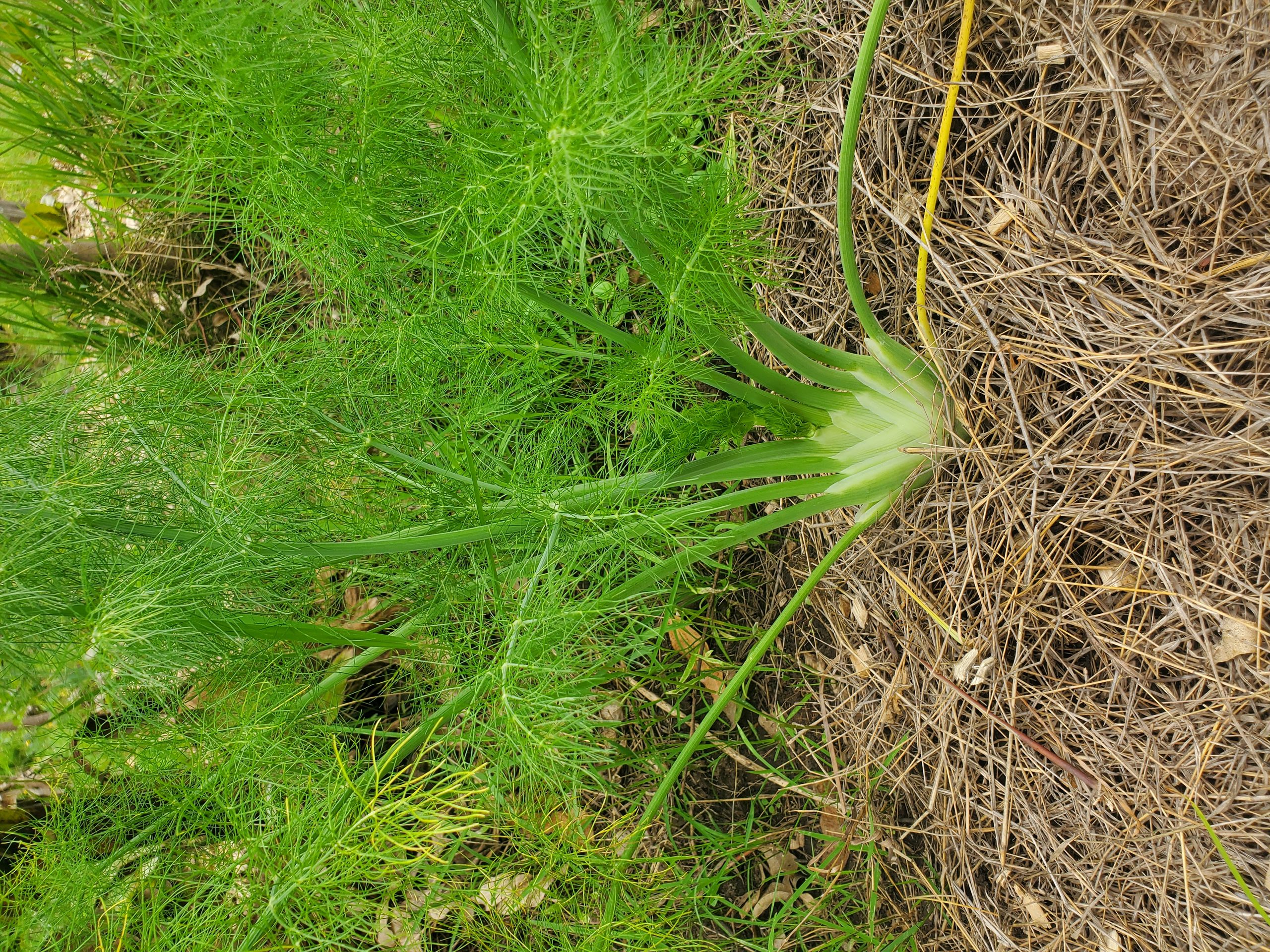 Fennel growing through mulch