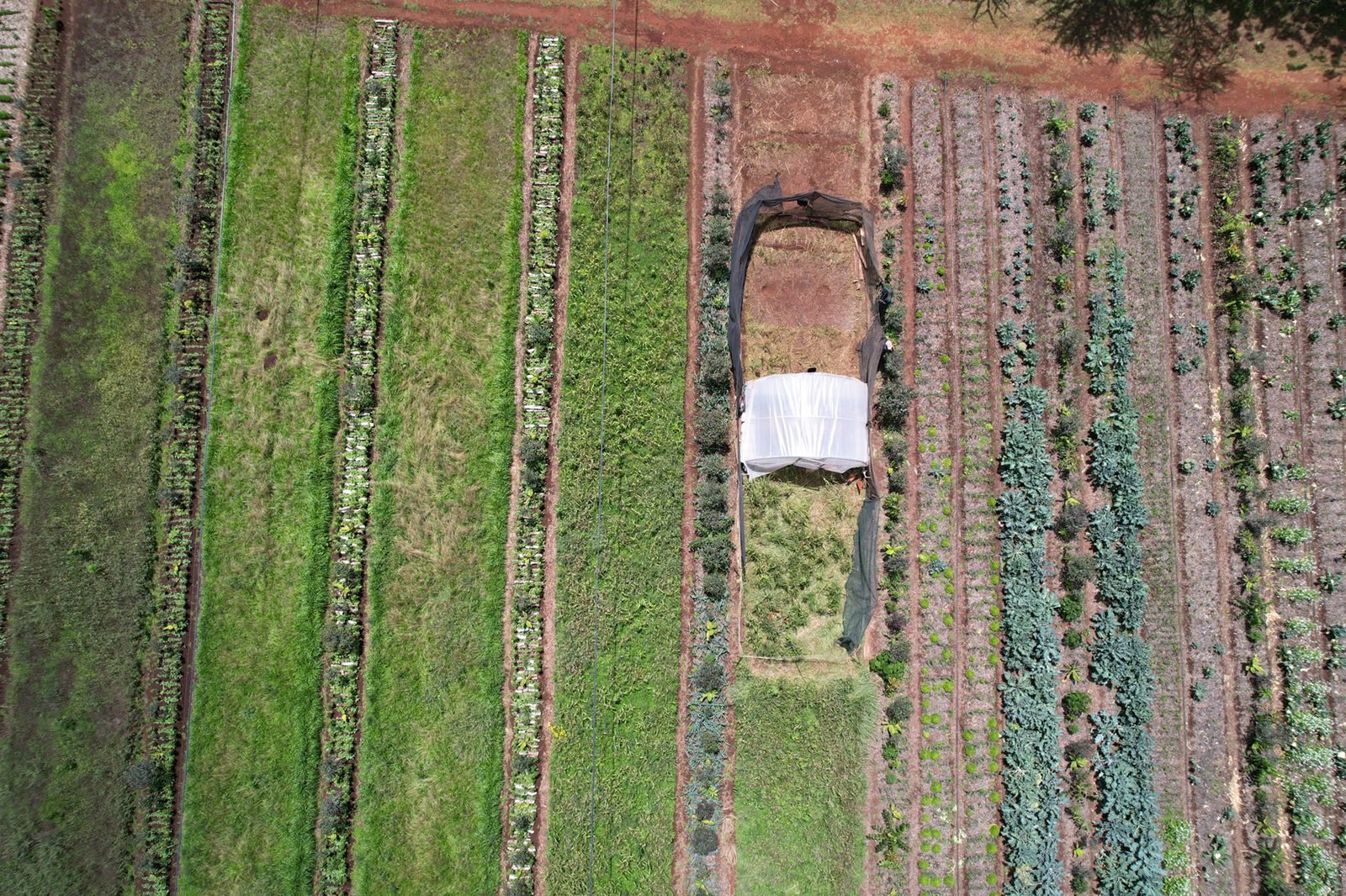 First beds laid out in 2022
