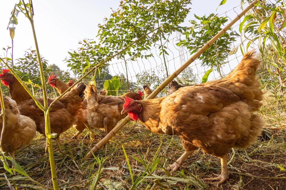 Hens foraging through the agroforestry rows