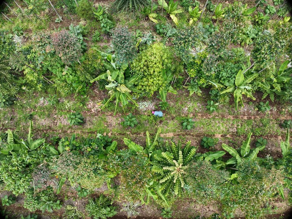 Layered syntropic planting from above