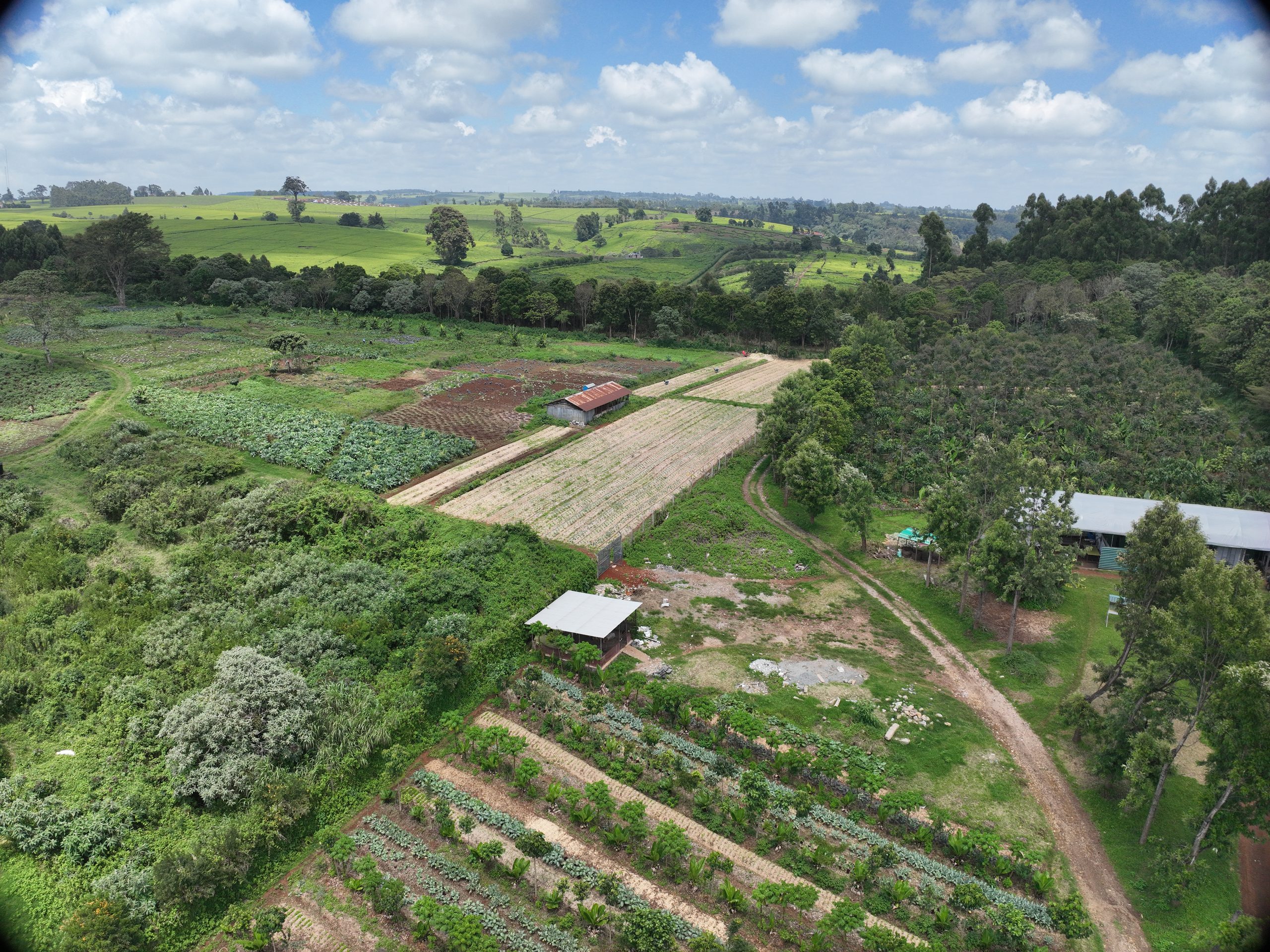 Aerial view over the ForestFoods Limuru farm