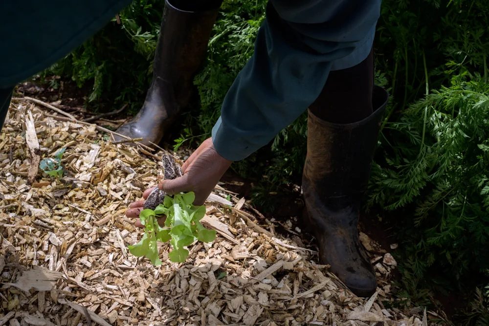 Planting into living mulch