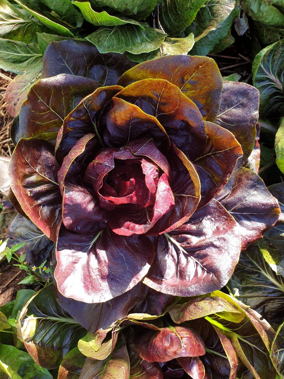 Radicchio in the Limuru beds