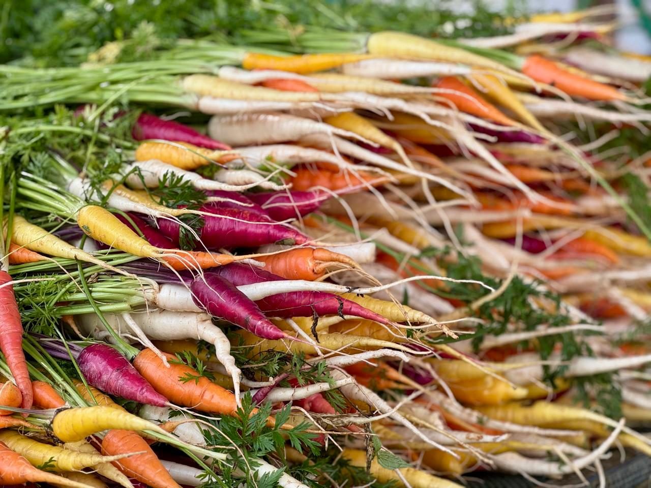 Rainbow carrots and radishes, freshly pulled