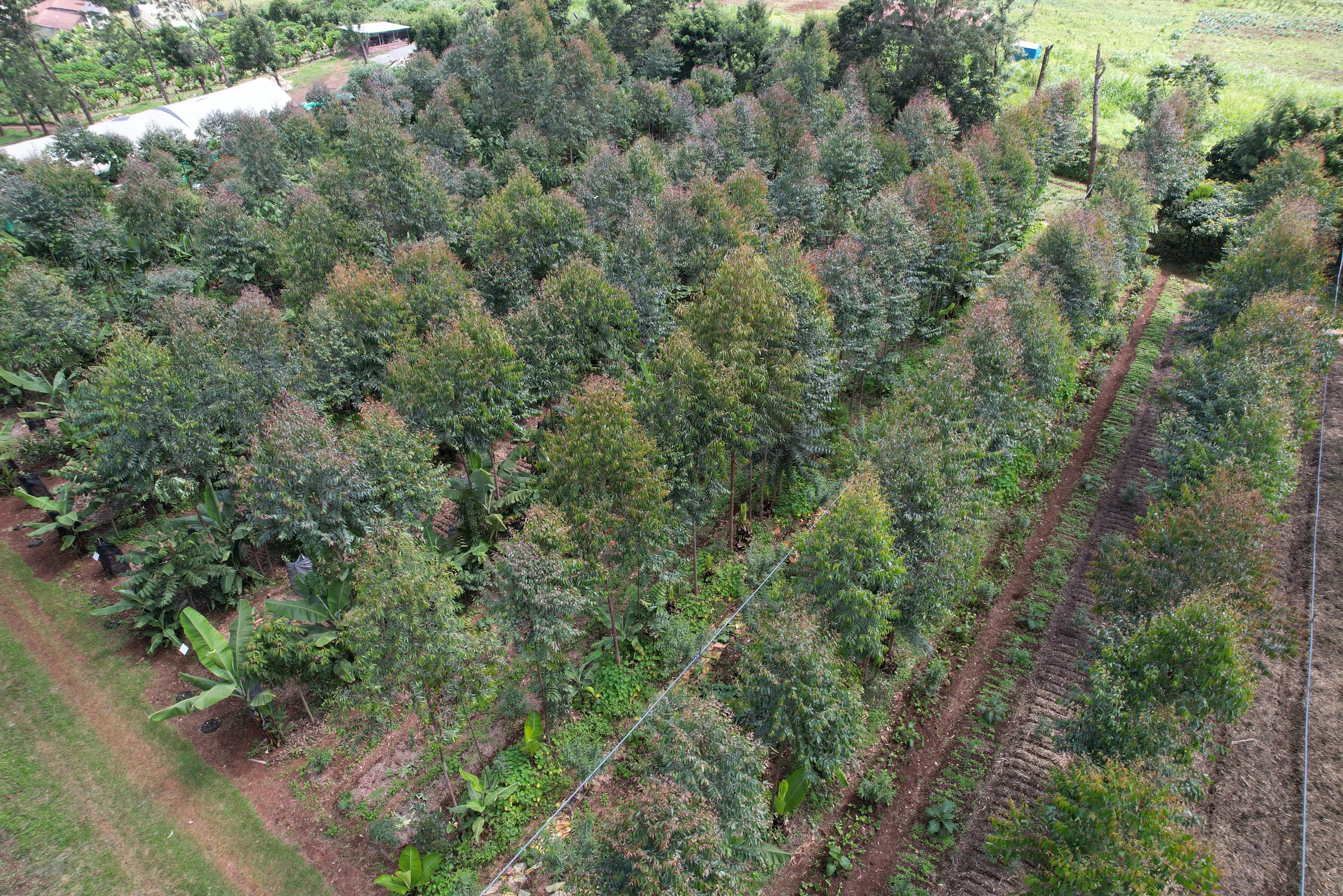 The same ground as a producing forest