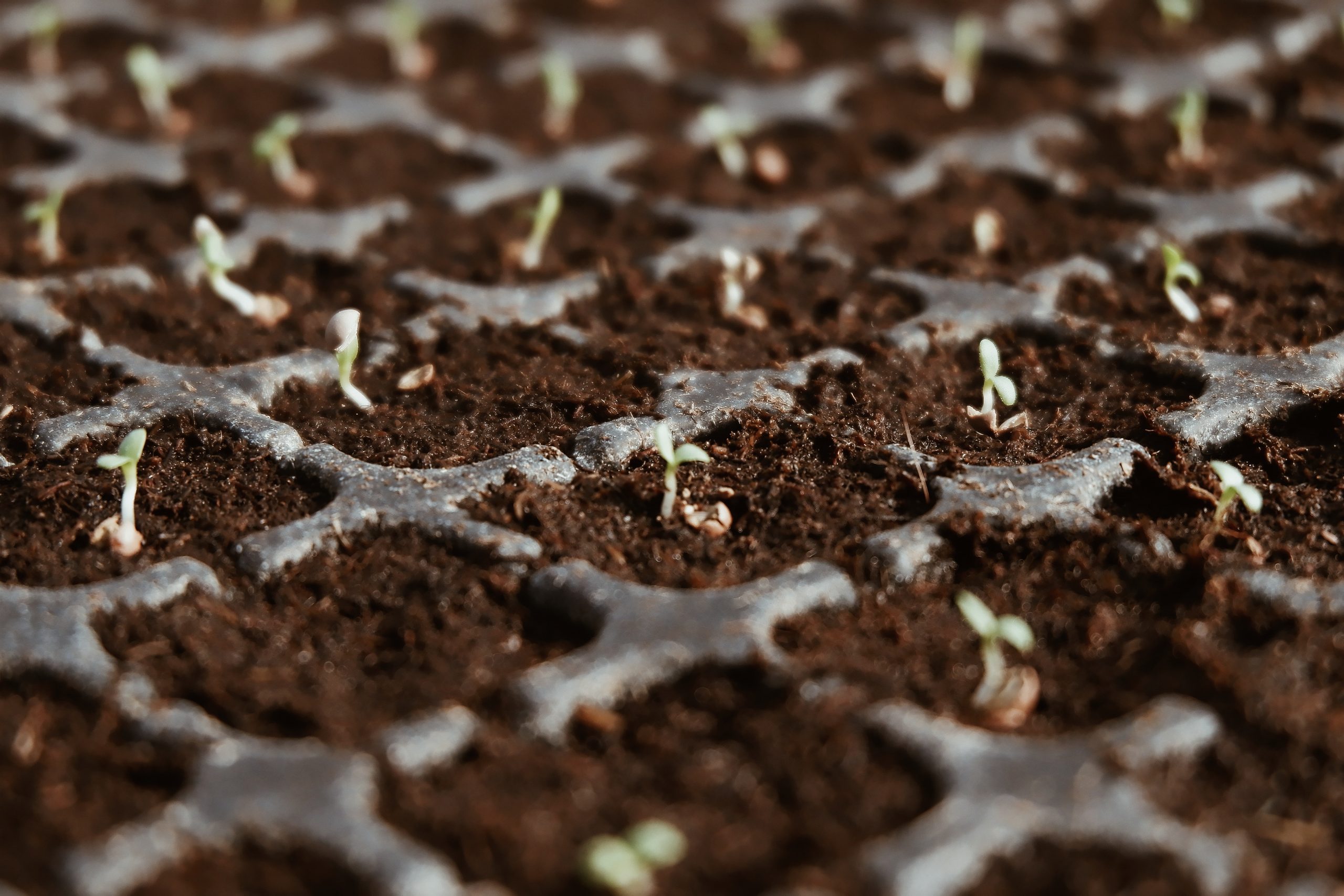 Seedlings in propagation trays