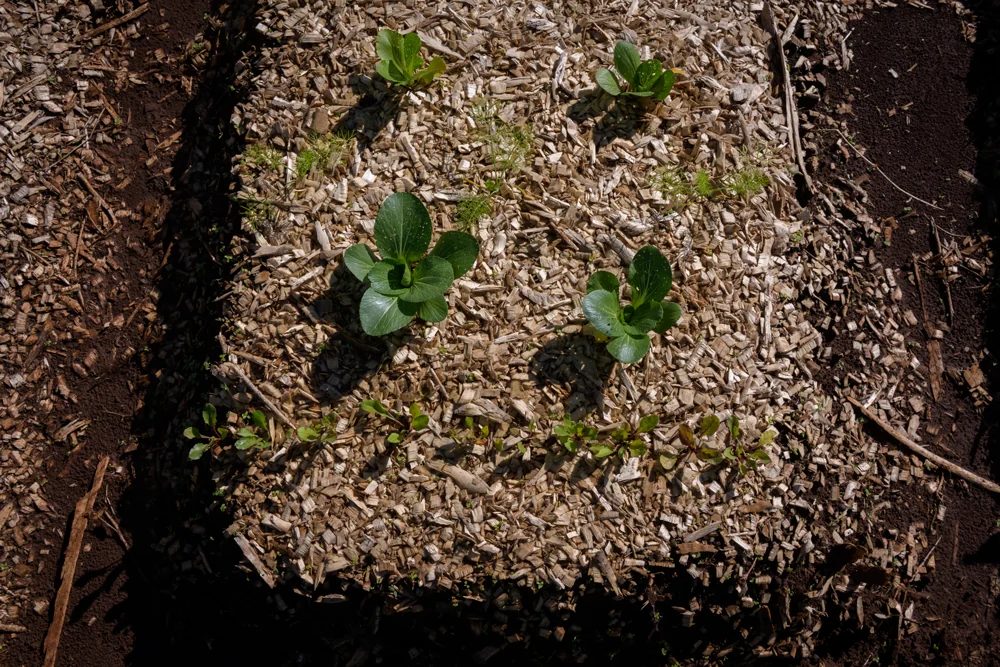 Seedlings emerging through wood-chip mulch