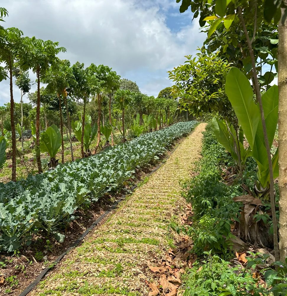 Lush planted row at the shamba