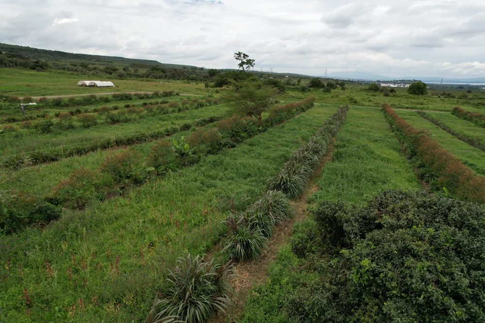 Silvopasture rows at landscape scale