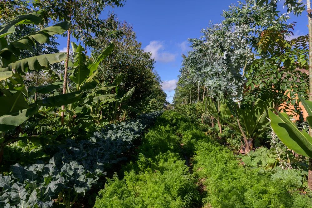 Layered syntropic beds at ForestFoods Limuru