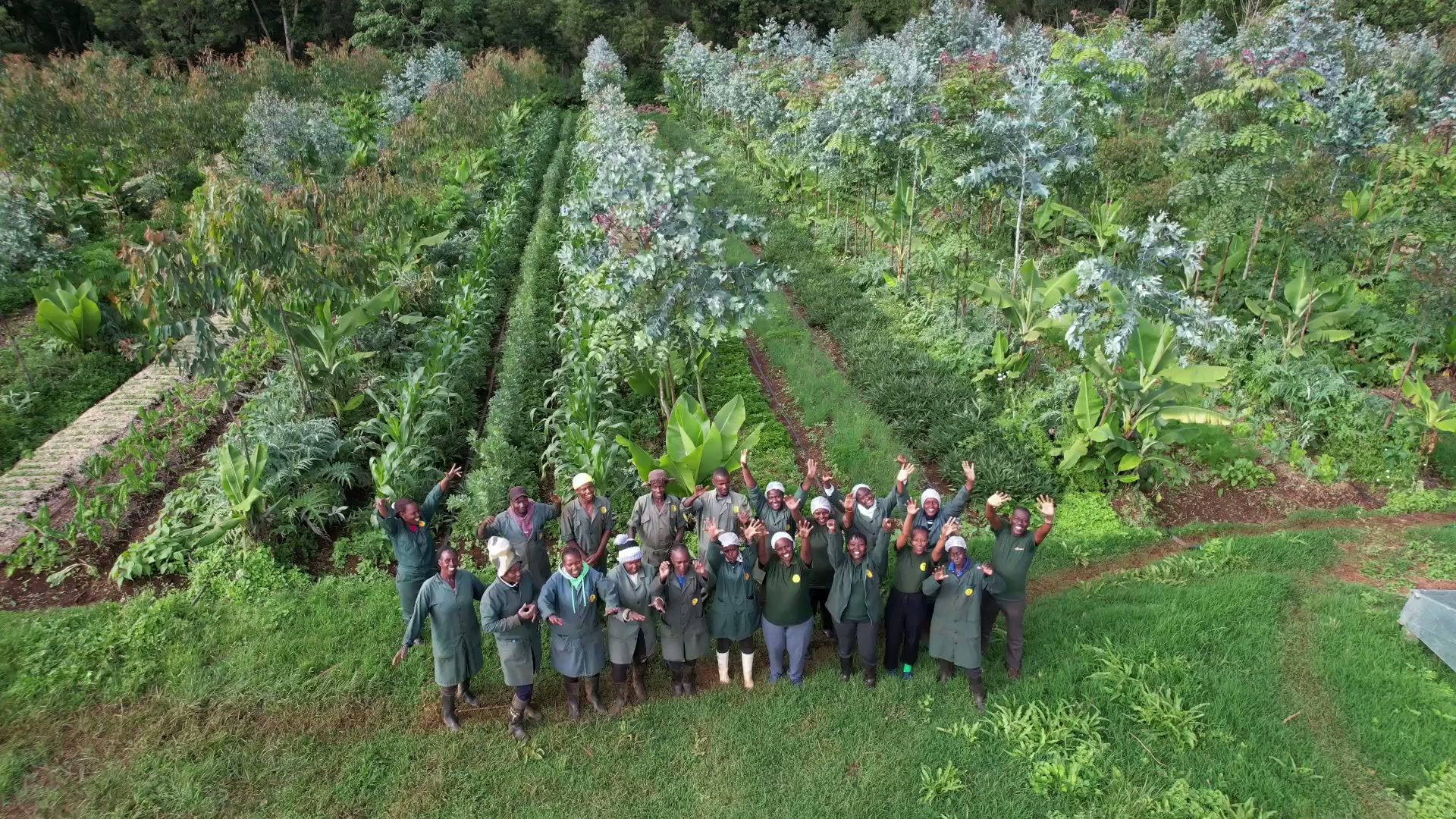 The ForestFoods team in the rows they planted