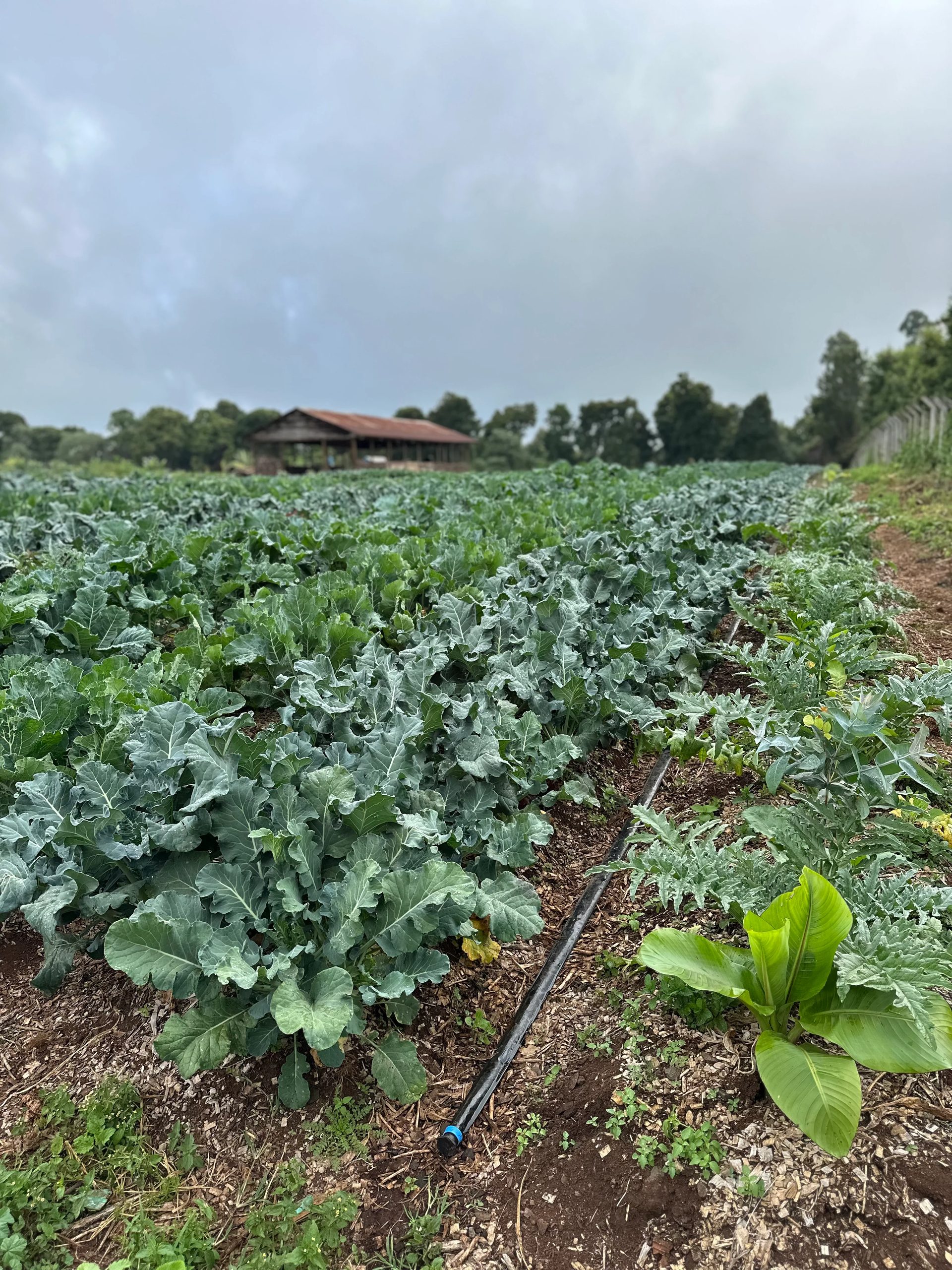 Brassicas in the Upanuzi fields