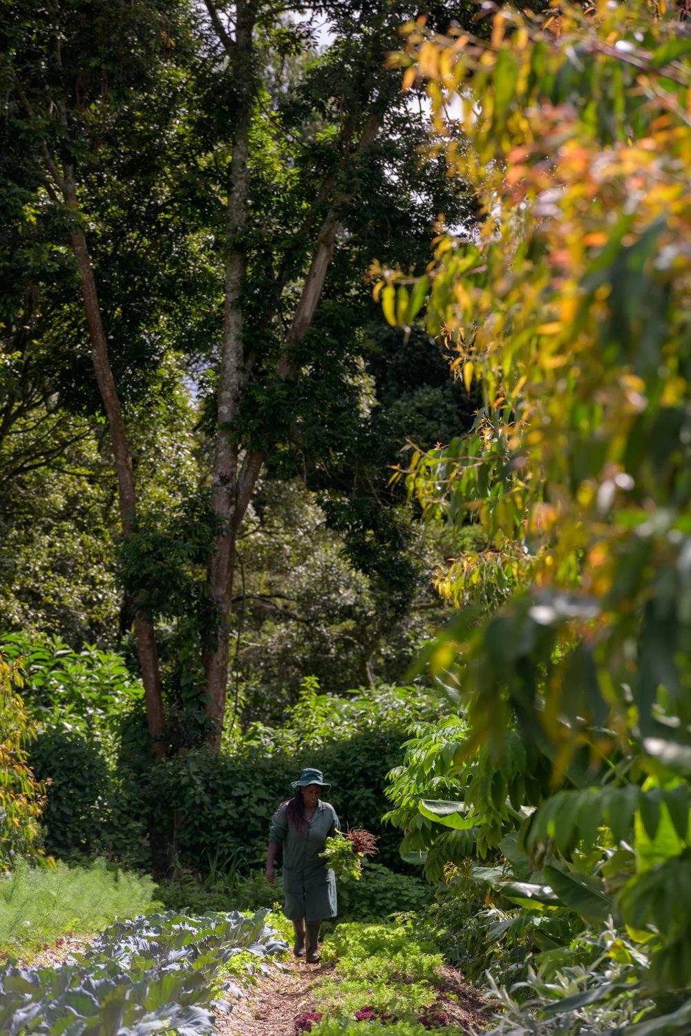 Walking the layered rows at Limuru