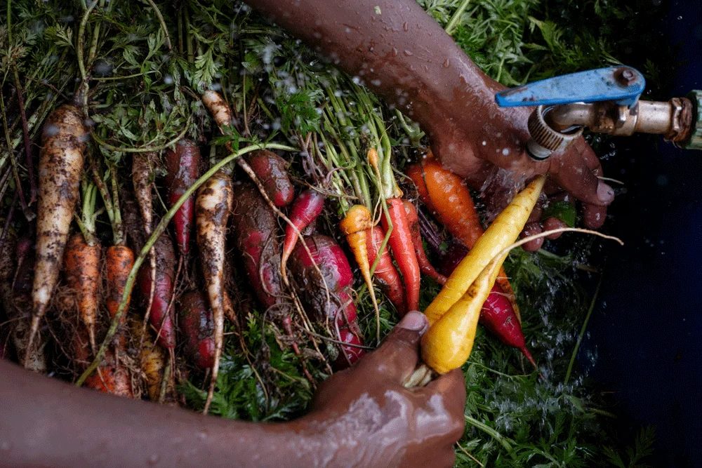 Washing just-harvested rainbow carrots
